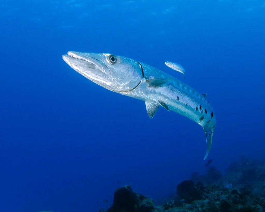 BARRACUDA-KUND-IMAGE 1