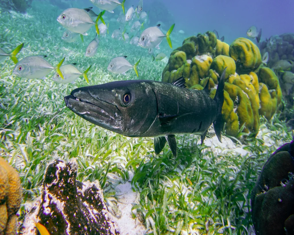 BARRACUDA-KUND- IMAGE 2