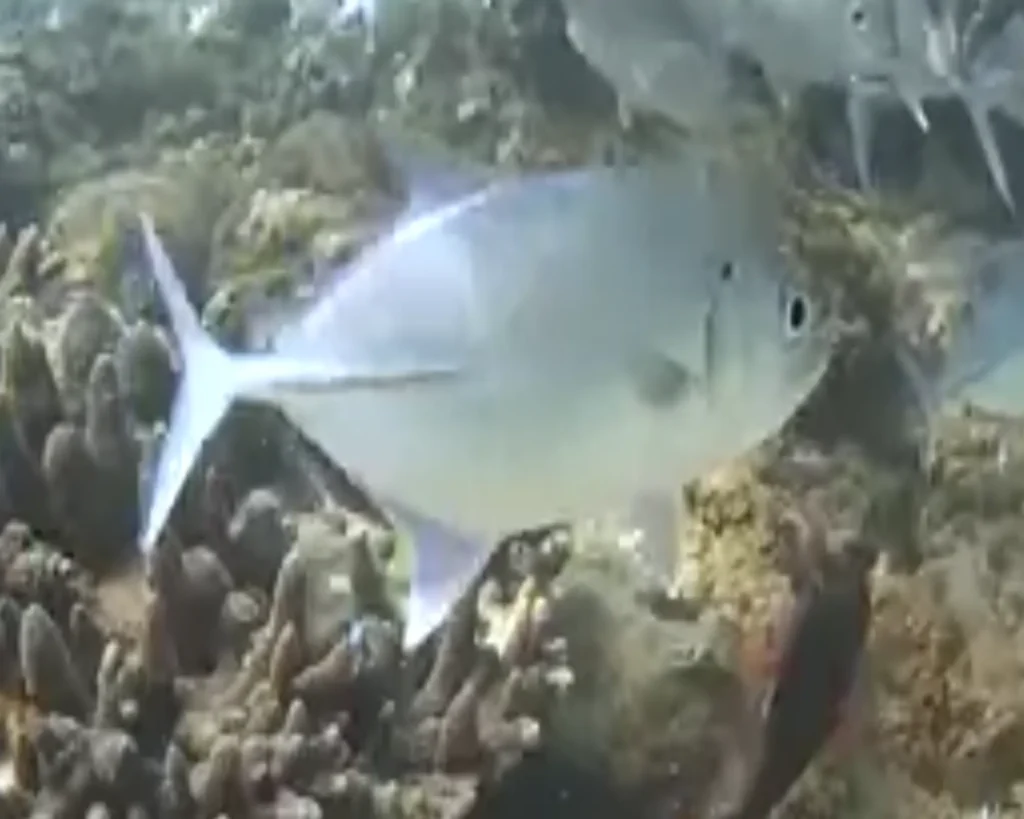 BIGEYE TREVALLY- KAKKAN- IMAGE 4