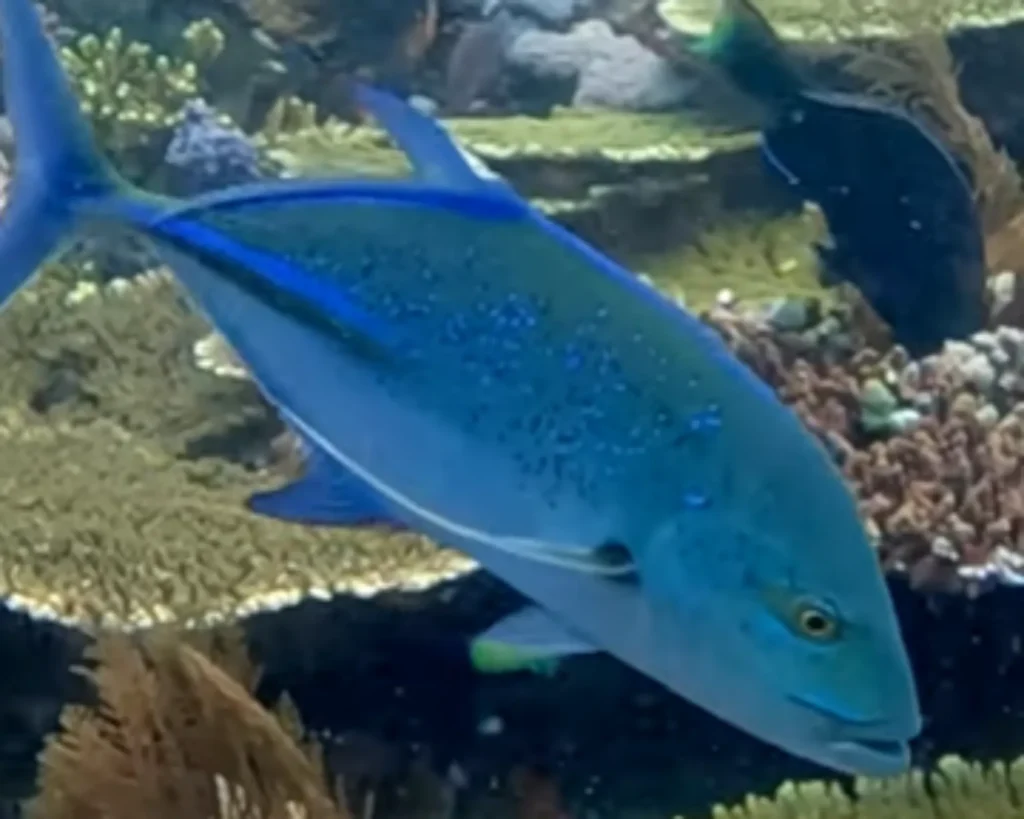 BLUEFIN TREVALLY- KAKKAN- IMAGE 2