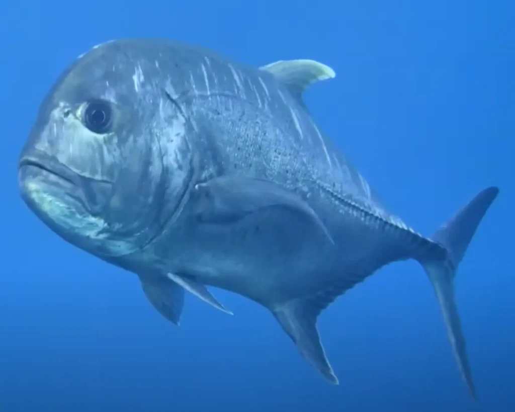 GIANT TREVALLY- KAKKAN- IMAGE 1