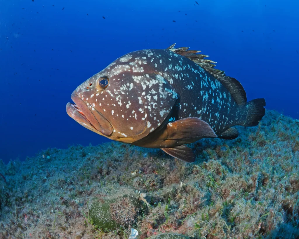 GROUPER-GHISSAR- IMAGE 1