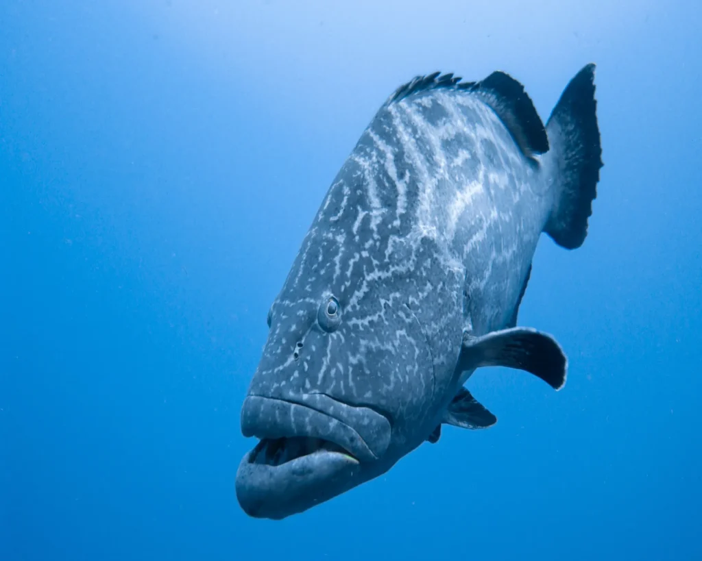 GROUPER-GHISSAR- IMAGE 2