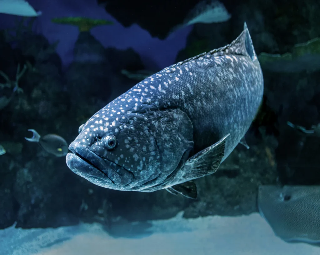 GROUPER-GHISSAR- IMAGE 3