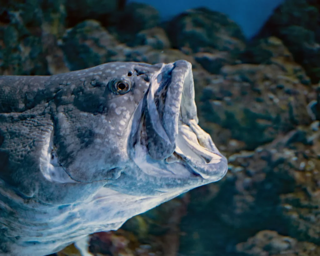 GROUPER-GHISSAR- IMAGE 5