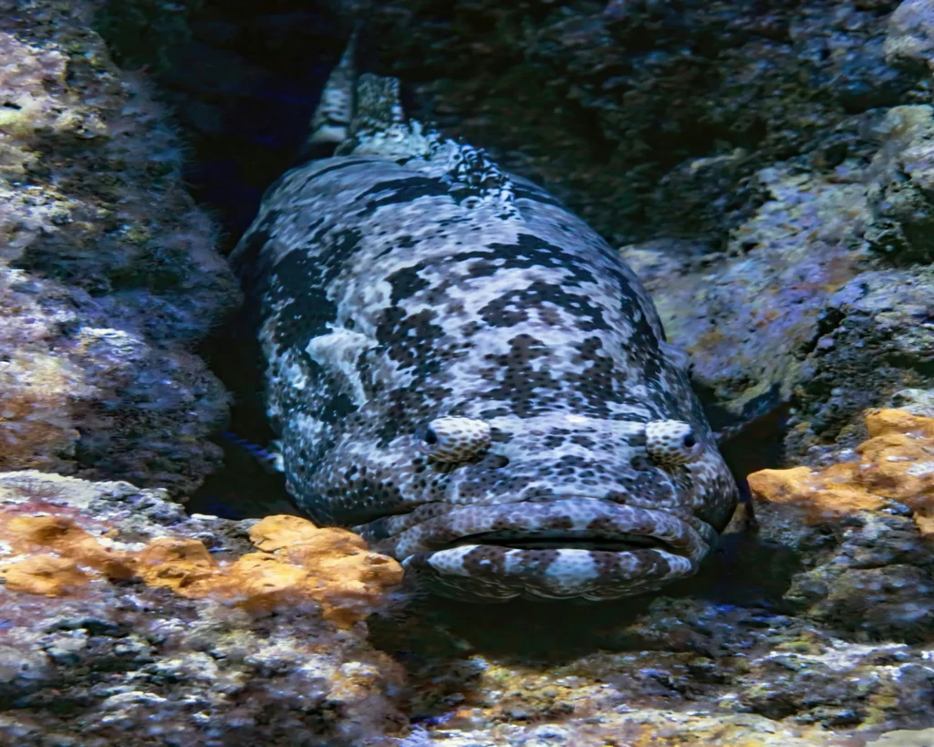 GROUPER-GHISSAR- IMAGE 6