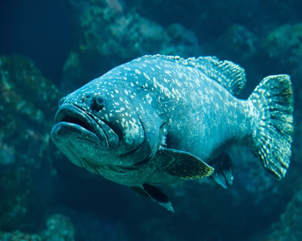 GROUPER-GHISSAR- IMAGE 7