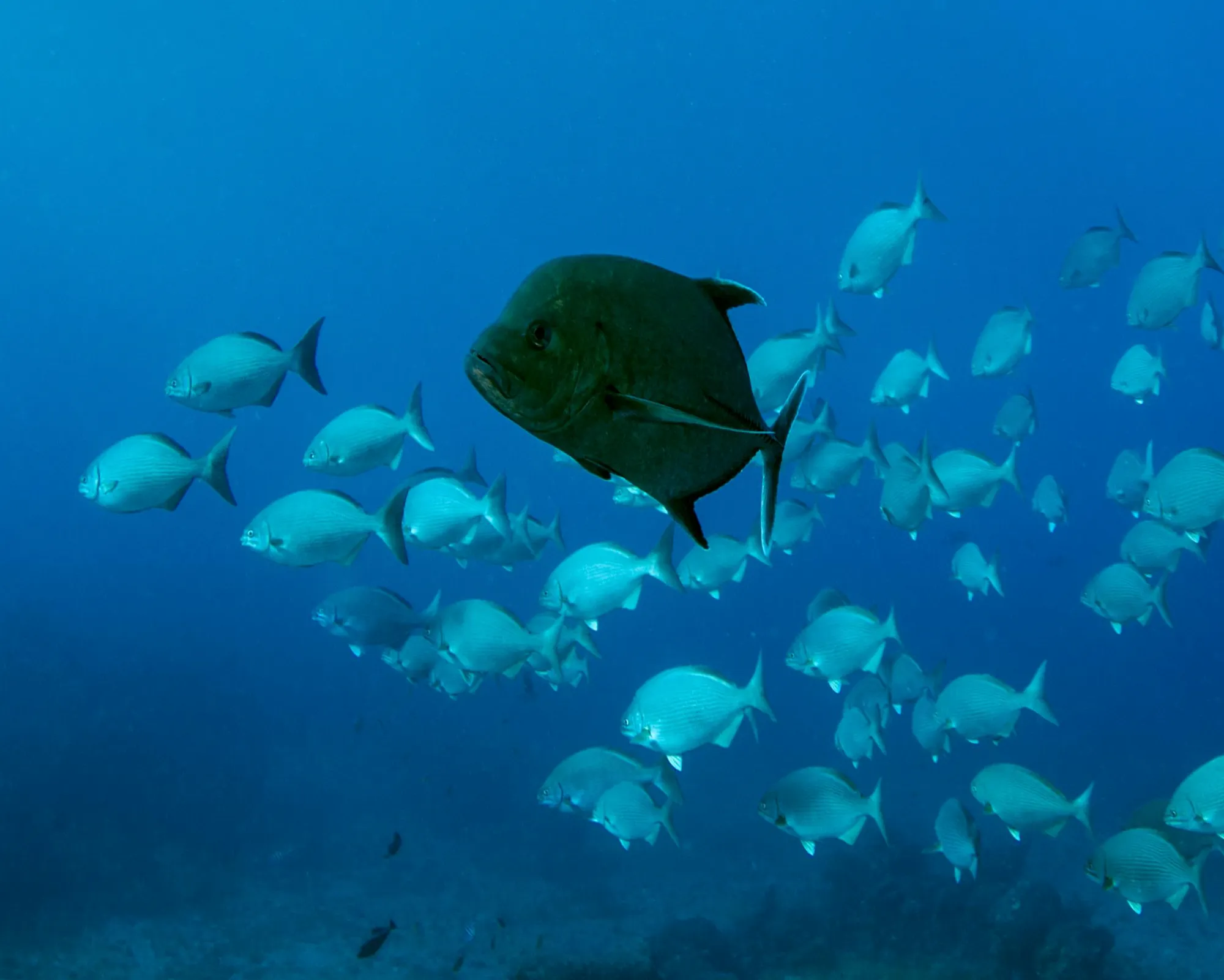 TREVALLY- KAKKAN- IMAGE 1