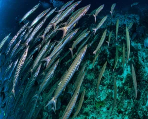 Read more about the article Barracuda- Ocean Predator