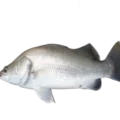 BARRAMUNDI- DANGRI- FEAURED IMAGE 1