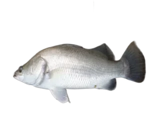 Read more about the article Barramundi Fish- Types and Fishing Tips