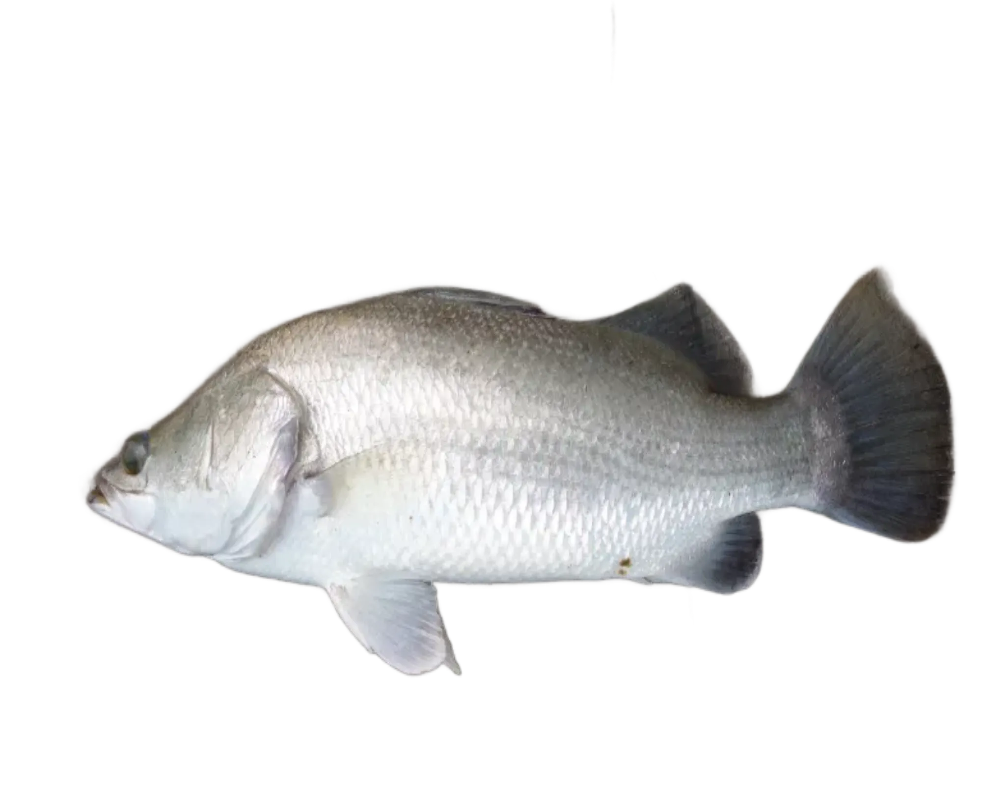 Read more about the article Barramundi Fish- Types and Fishing Tips