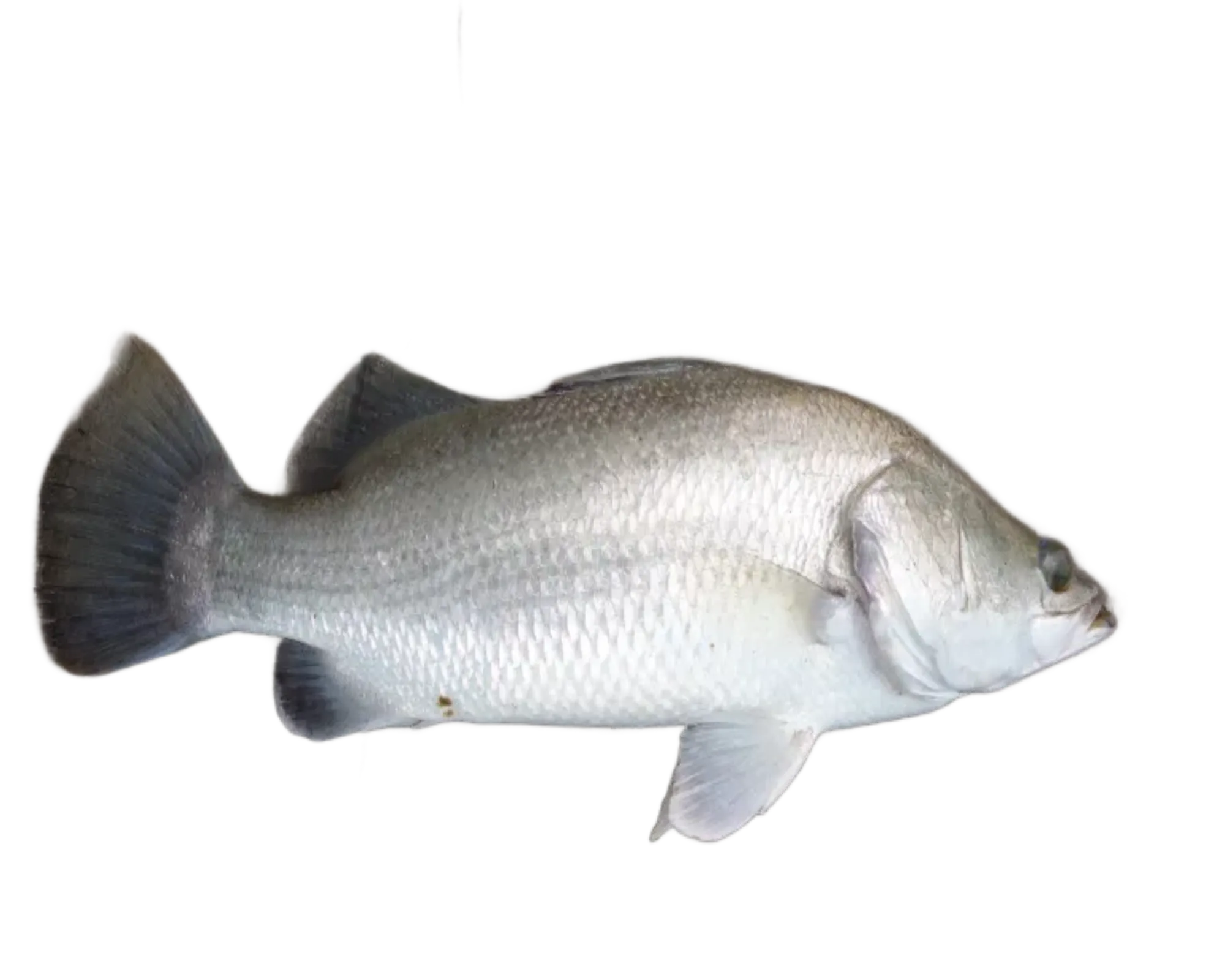 You are currently viewing Dangri- Known as Asian Sea Bass