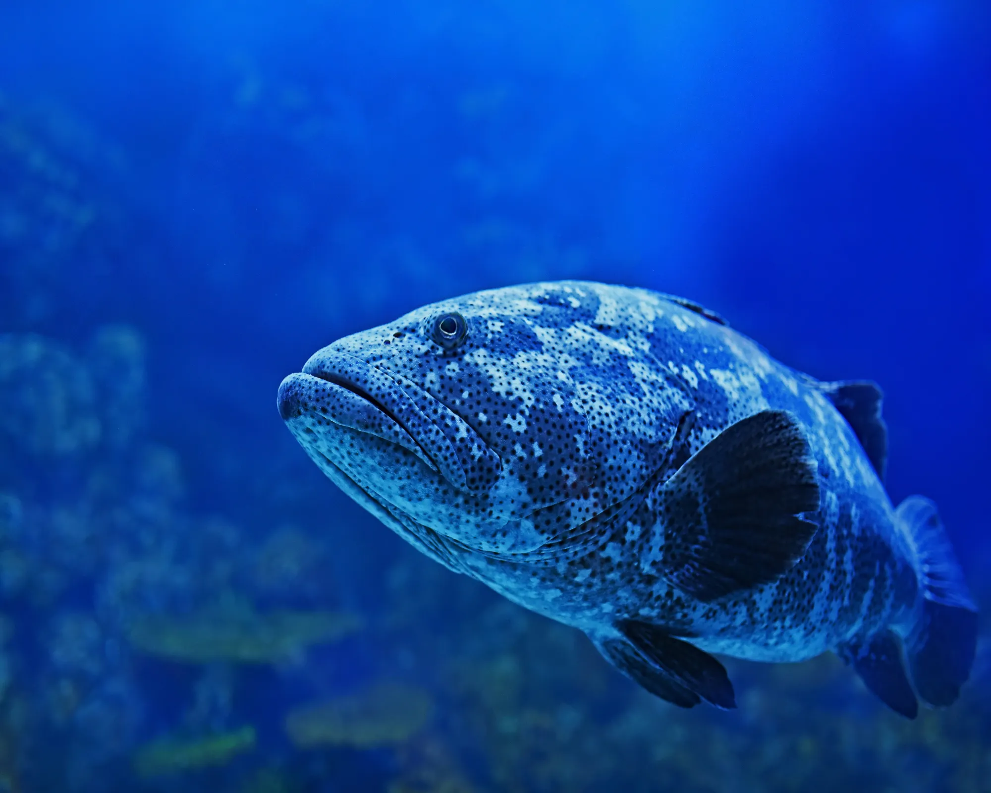 Read more about the article Groupers- Goliath Grouper