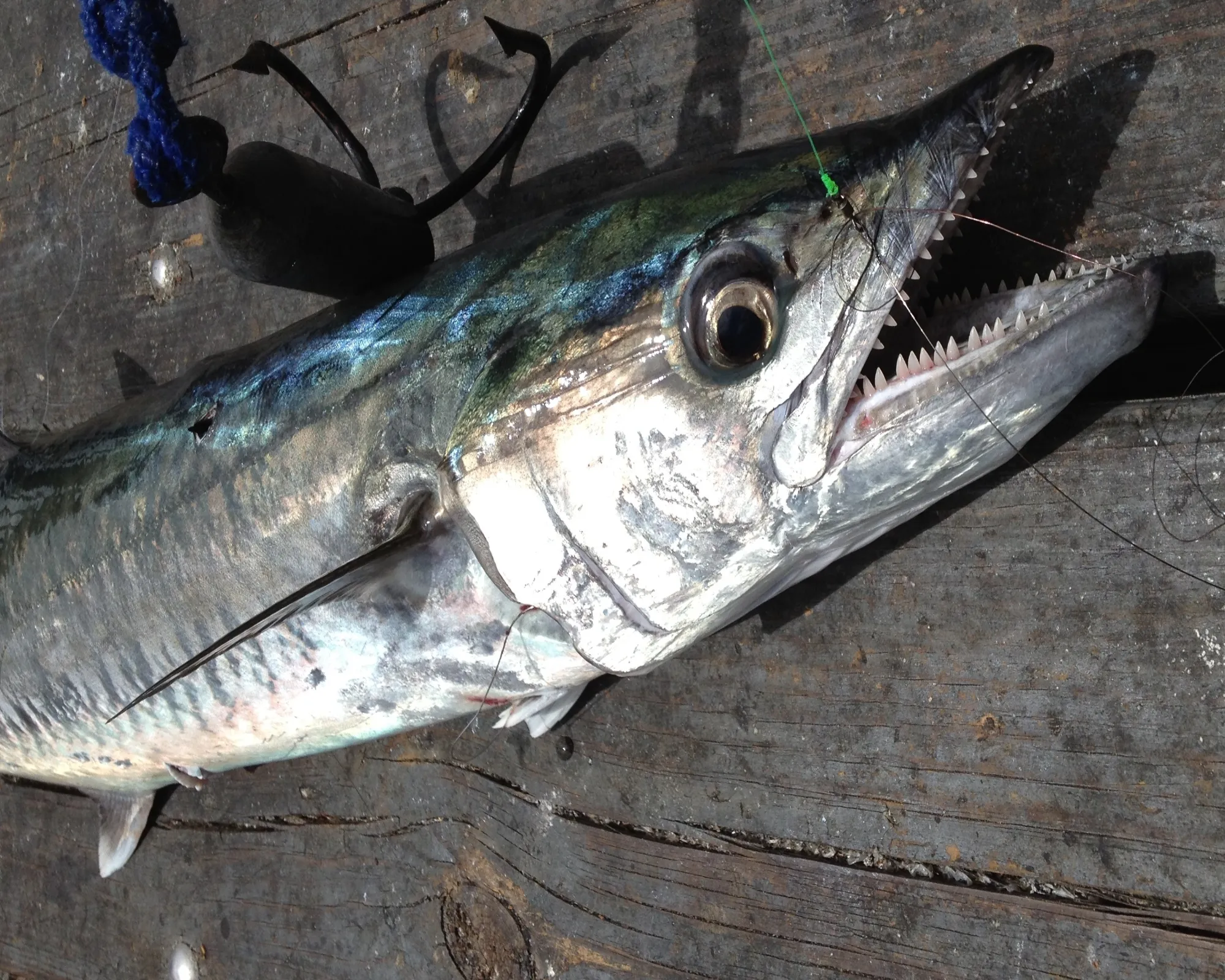 Read more about the article King Mackerel- King Fish