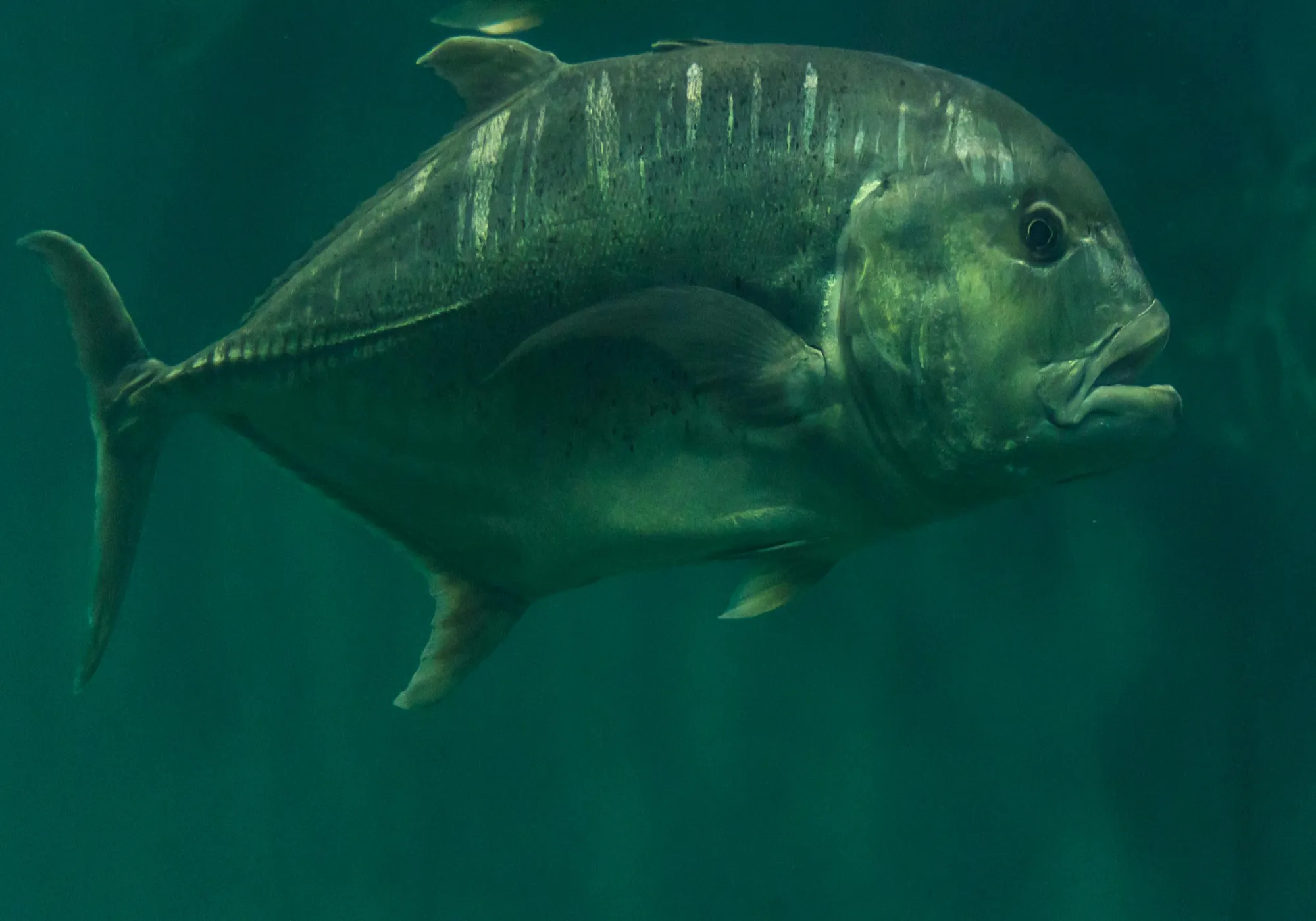 You are currently viewing Trevally Fish- Types and Characteristics